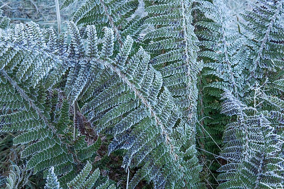 _DSC0690